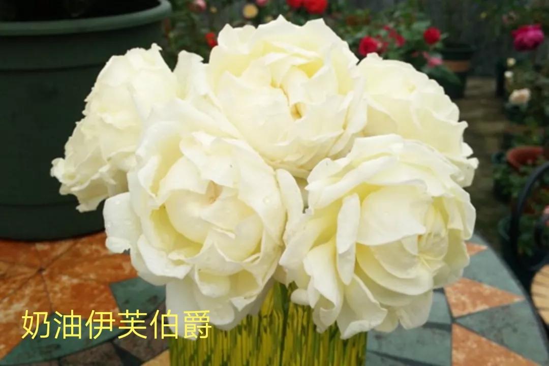 白荔枝玫瑰花语是什么（常见切花月季一览）