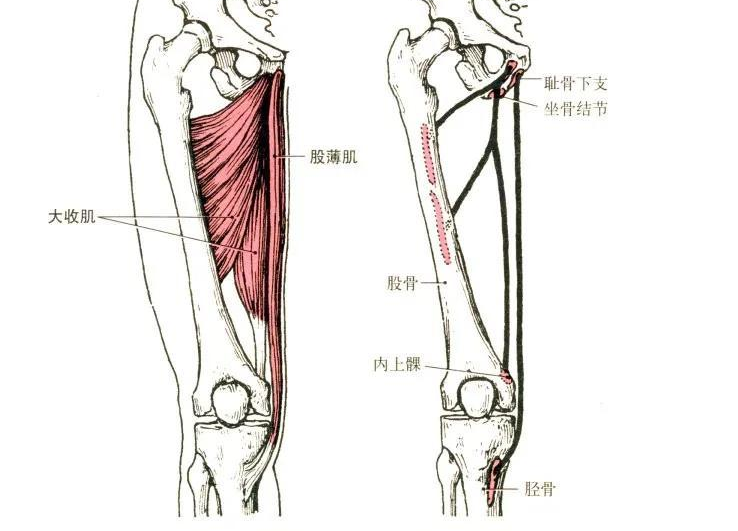 膝盖内侧的疼痛怎么选穴？医生：虽然病因很多，但是都可选曲泉