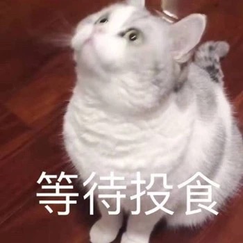 猫咪表情包：我饿啦