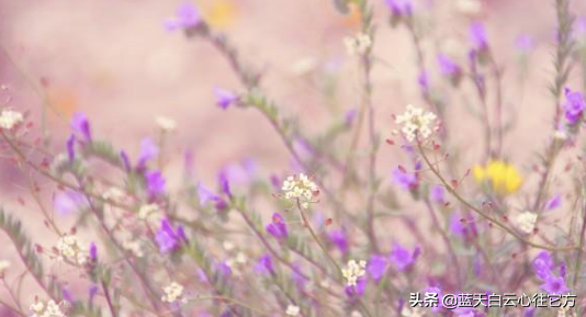 情感语录：风吹起如花的流年，你是最唯美的点缀！