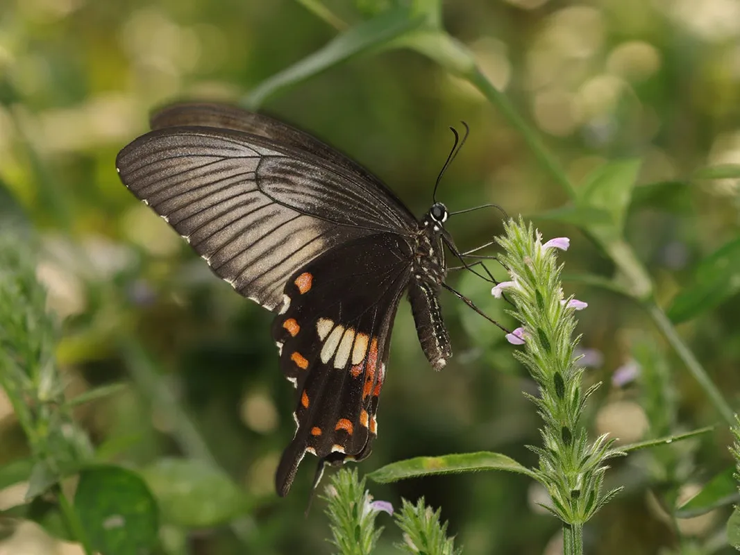 【探索】到了蝴蝶捕猎季节，你知道上海常见的本土蝴蝶有哪些吗。奉上攻略