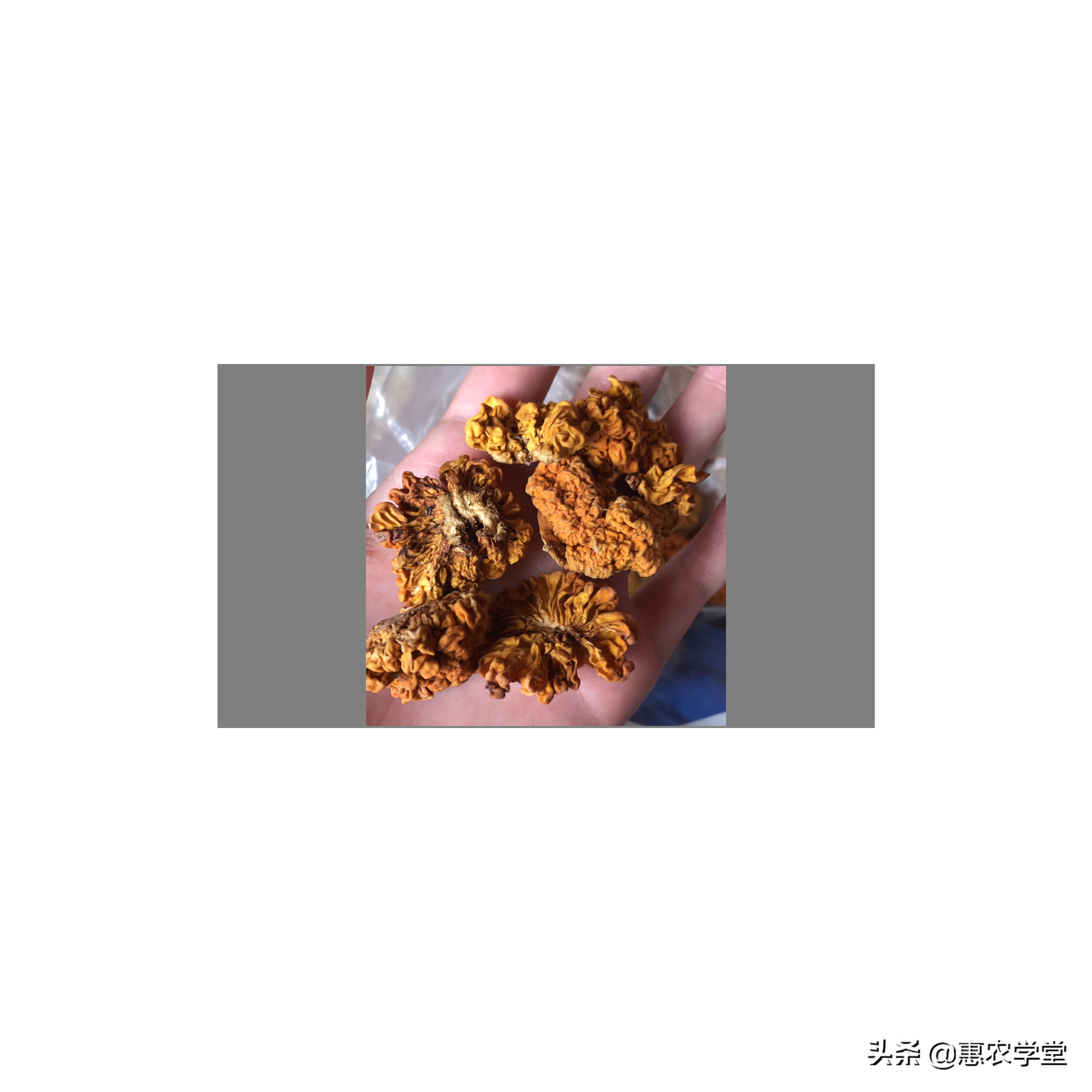 这种珍贵食用菌，有“菌中燕窝”的美誉，由于产量少，市场少见