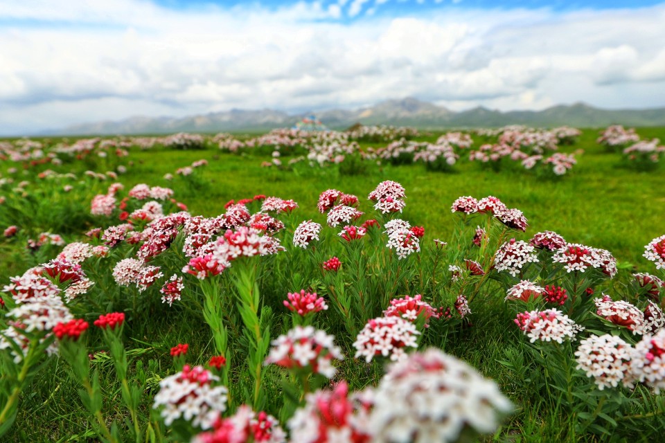 青海刚察:遇见惊艳的狼毒花