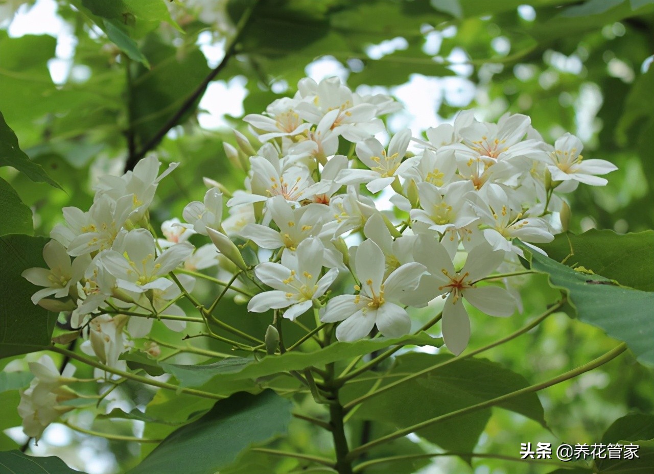 油桐花开，纷飞似雪，忆儿时