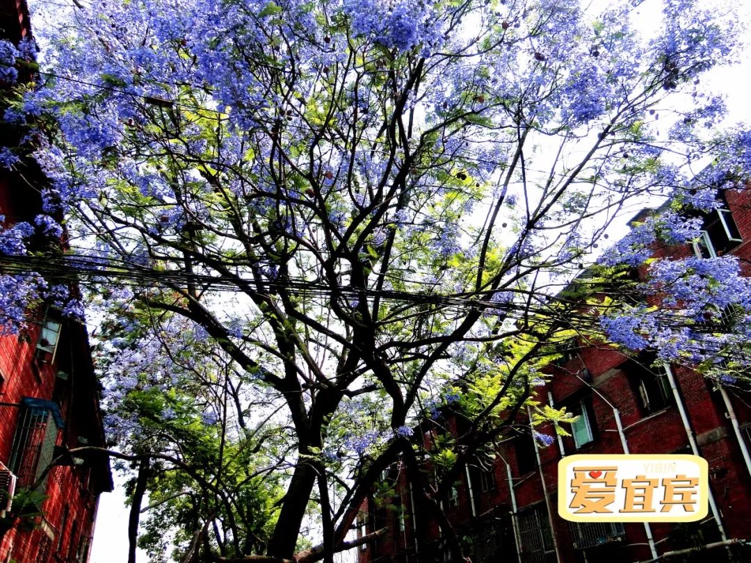 再见，宜宾职业技术学院