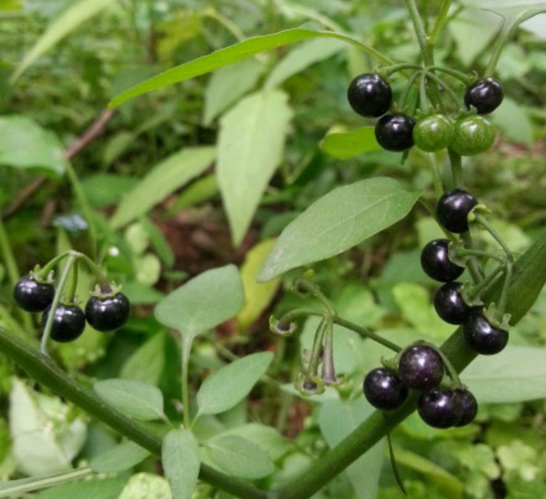 野菜大全图片及名称（图文讲解38种常见的野菜）