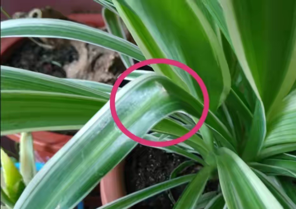 人养花，花亦滋养着人！100种室内盆栽花草图鉴，有您喜欢的吗？