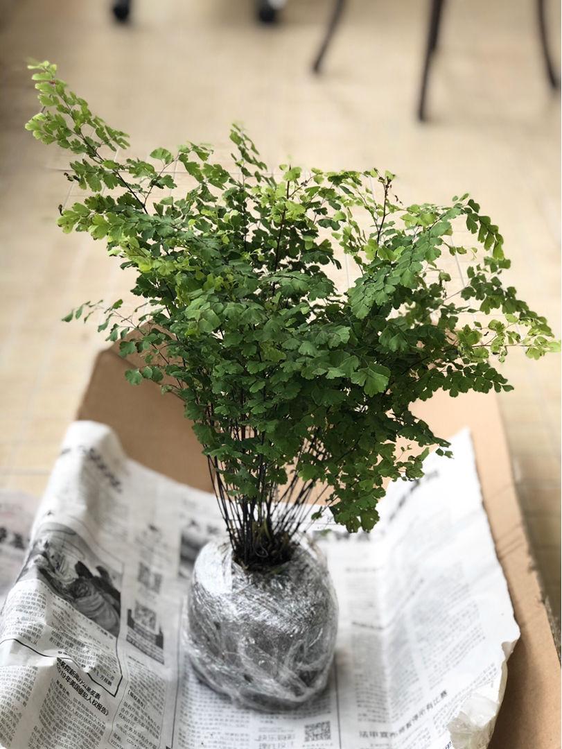 30种观叶植物,能观赏也净化空气,总有一种你养过