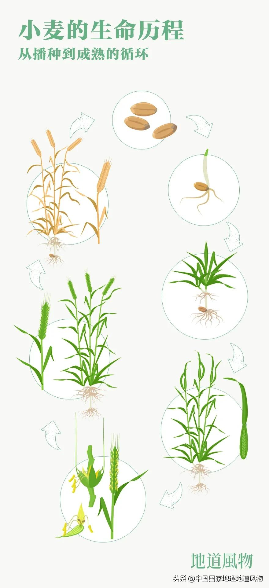 想不到！一粒小麦竟这样改变了中国