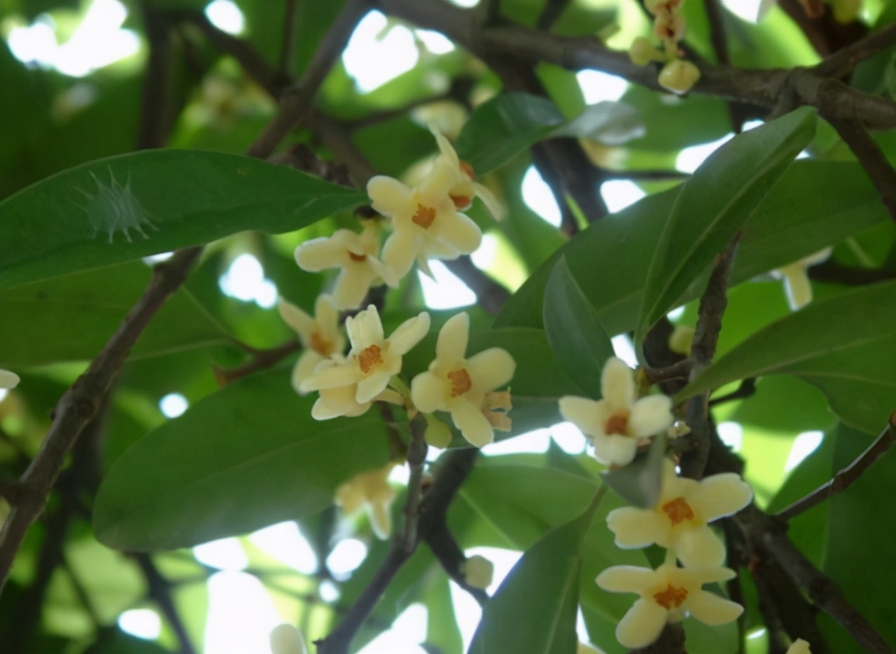 木竹子图片(山中一种) - 赤虎壹号