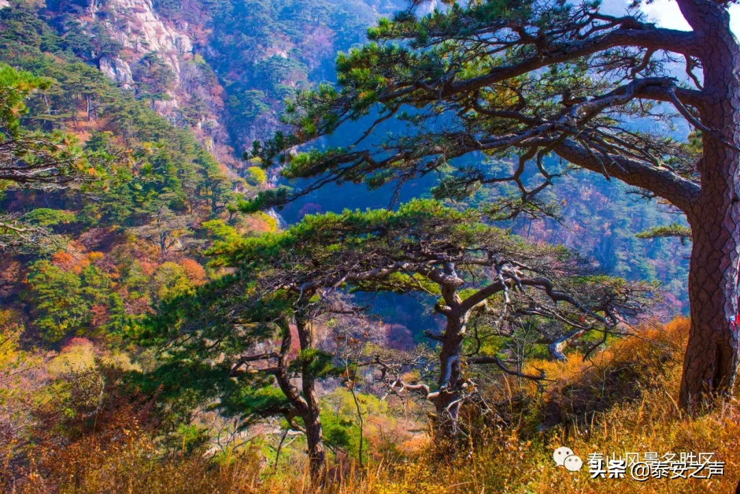 深秋泰山：一年好景君须记，最是橙黄橘绿时