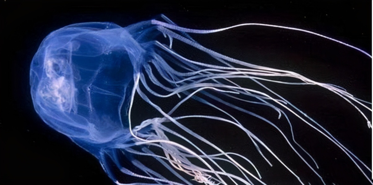 澳洲方水母(世界十大毒王之首"澳洲方水母")
