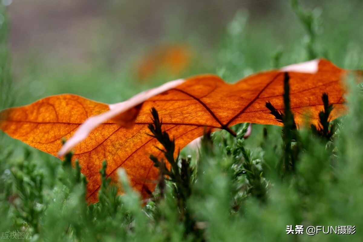 学会这9个拍深秋落叶的手机摄影技巧，让照片更具故事与情感
