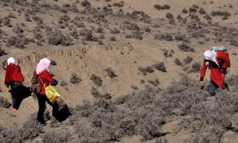 名字寓意发财，曾卖5百元一斤，如今被列为禁菜，却少有人种植