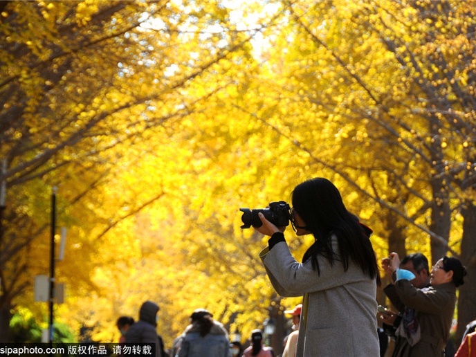 跟着打卡！“叶落的季节—漫步北京”14条赏银杏品文化线路来了
