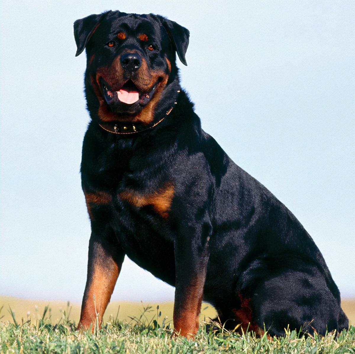 世界犬种智商排名榜前 30 名的聪明狗狗