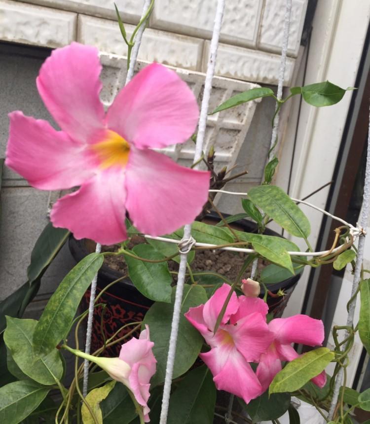 一年四季都开花(一年四季都开花而且特别香)