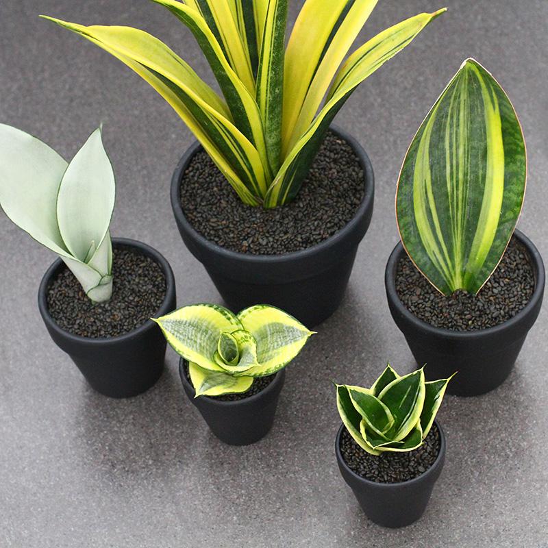 原来虎皮兰如此美,清新可爱不输多肉