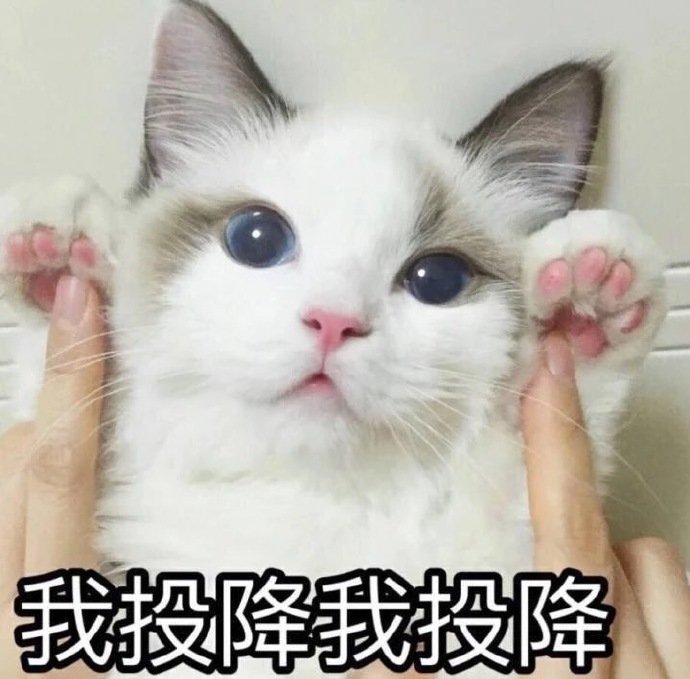 猫咪表情包合集｜小哥哥，处对象吗