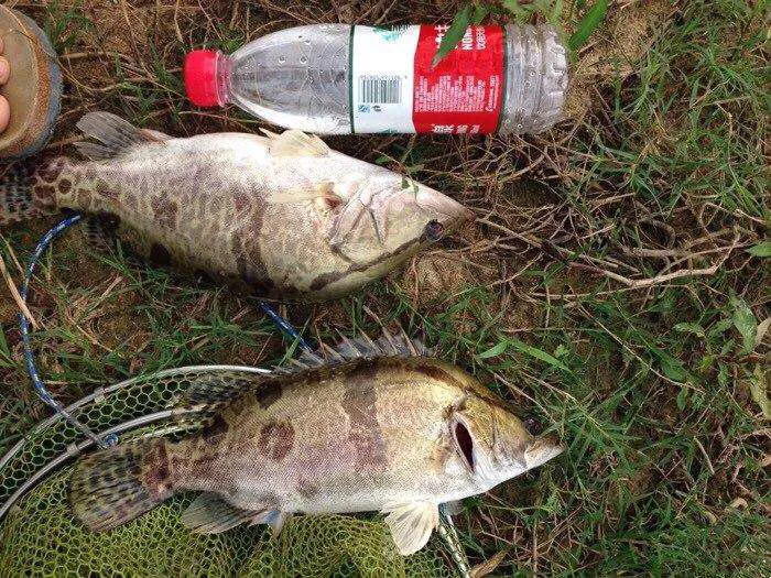 桂花鱼是海鱼还是淡水鱼（淡水鱼系列介绍鳜鱼）