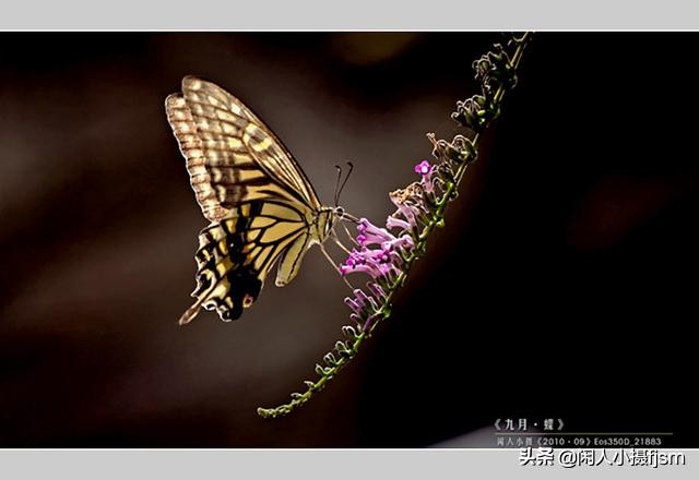 了解蝴蝶的特征与习性，拍好蝴蝶并不难，图说怎样拍摄好蝴蝶