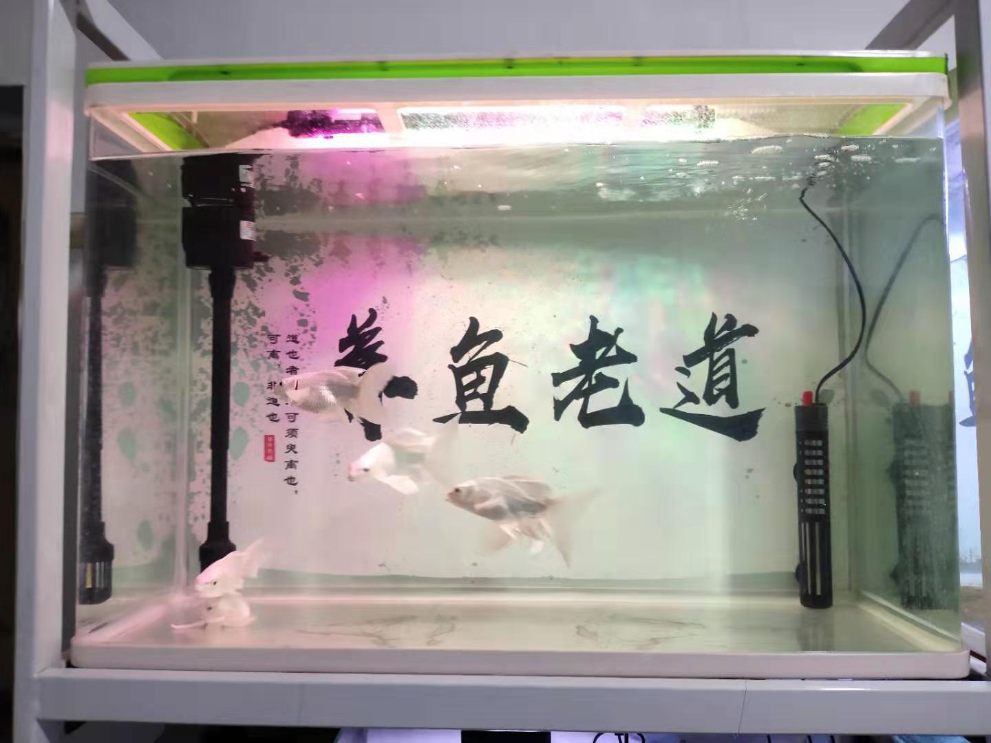 在地图鱼和金鱼的鱼缸里，各放置一个水妖精，能够起到什么作用？