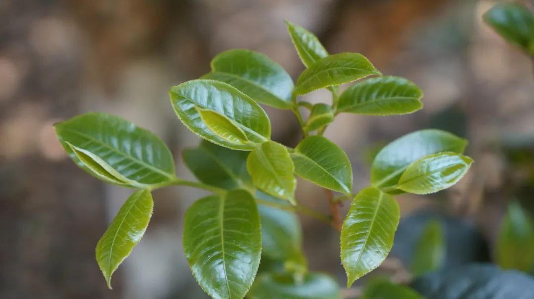 罕见螃蟹脚出没的景迈古茶园，茶有多香？你呼吸一口就知道了