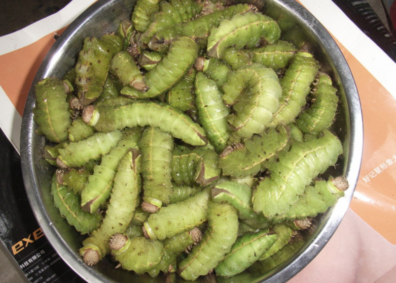 你是一条猪儿虫 猪儿虫