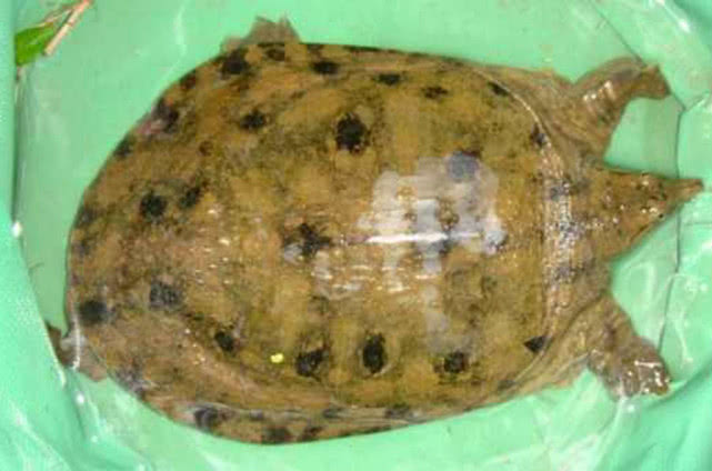 一只野生斑点甲鱼,让我想起了童年的垂钓方法,您是否有同感