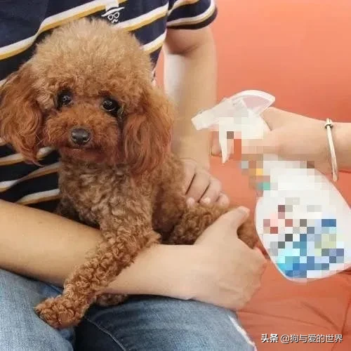 香港一确诊病例家的狗测试呈阳性，但不必慌，注意这几点