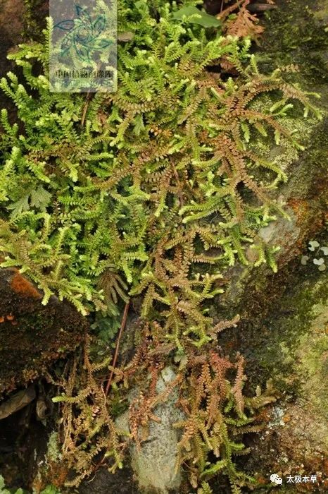 蜈蚣的功效与作用(铺地蜈蚣) - 行就行