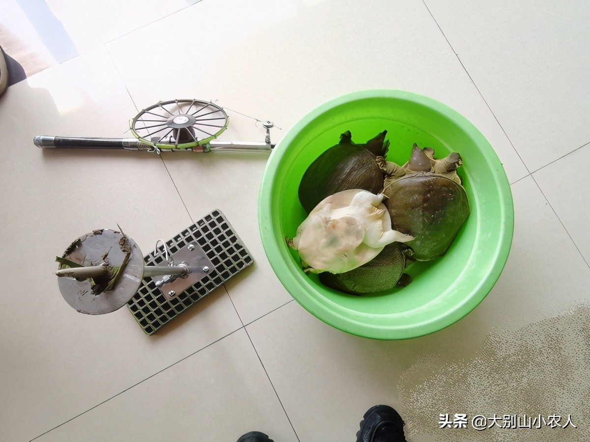 甲鱼枪在长江边耍横，巴掌大的小甲鱼钓了一桶，祖传手艺也要罚
