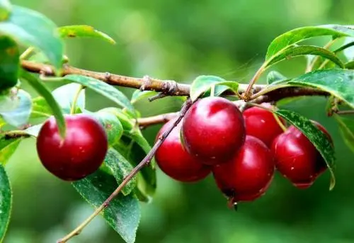 日寇疯狂扫荡，八路军干部被老乡带到一悬崖边：你快下去躲躲