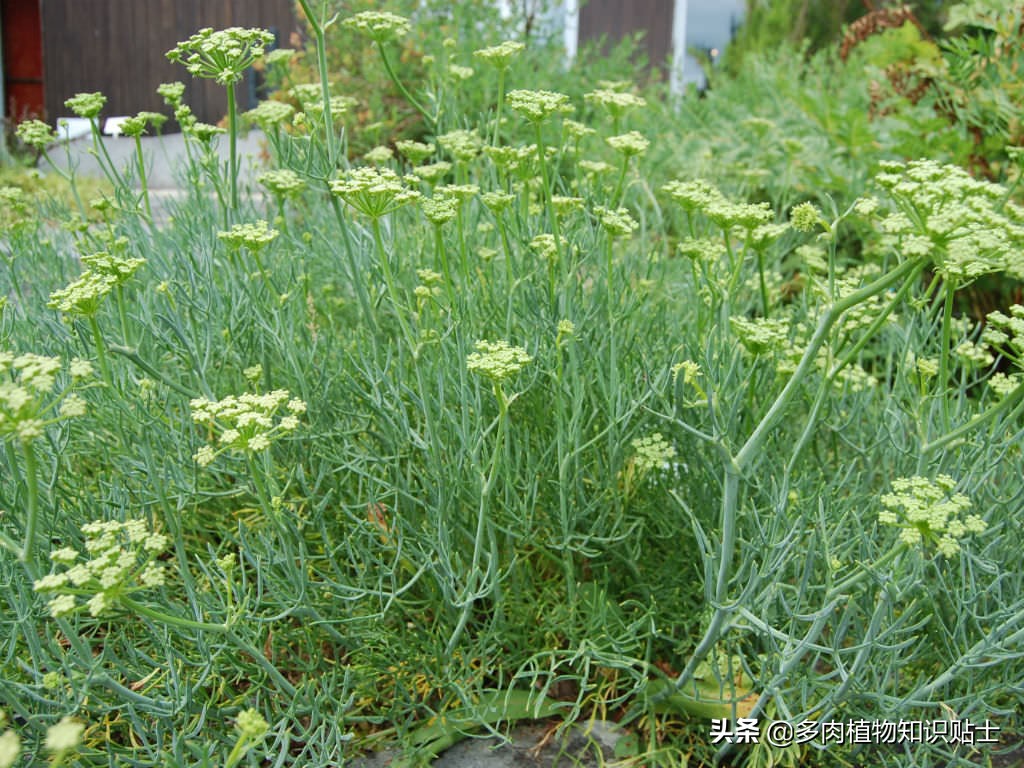 海茴香是很容易种植的多肉植物.