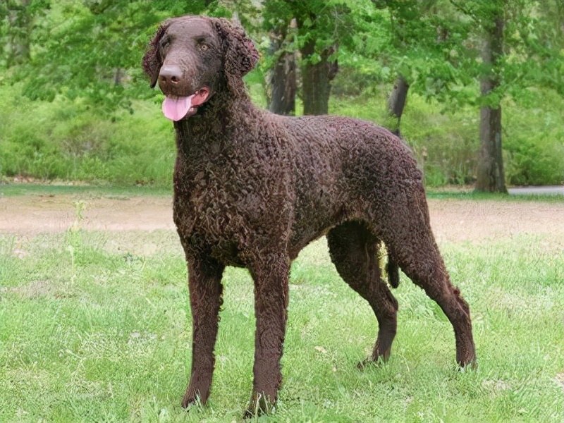 愛爾蘭獵狼犬大瑞士山地犬波音達庫瓦茲犬薩路基獵犬蘇格蘭獵鹿犬藏獒