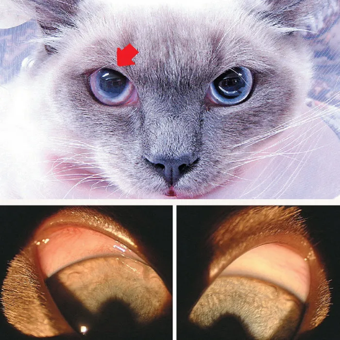 猫咪眼睛突然变色?可能是葡萄膜炎