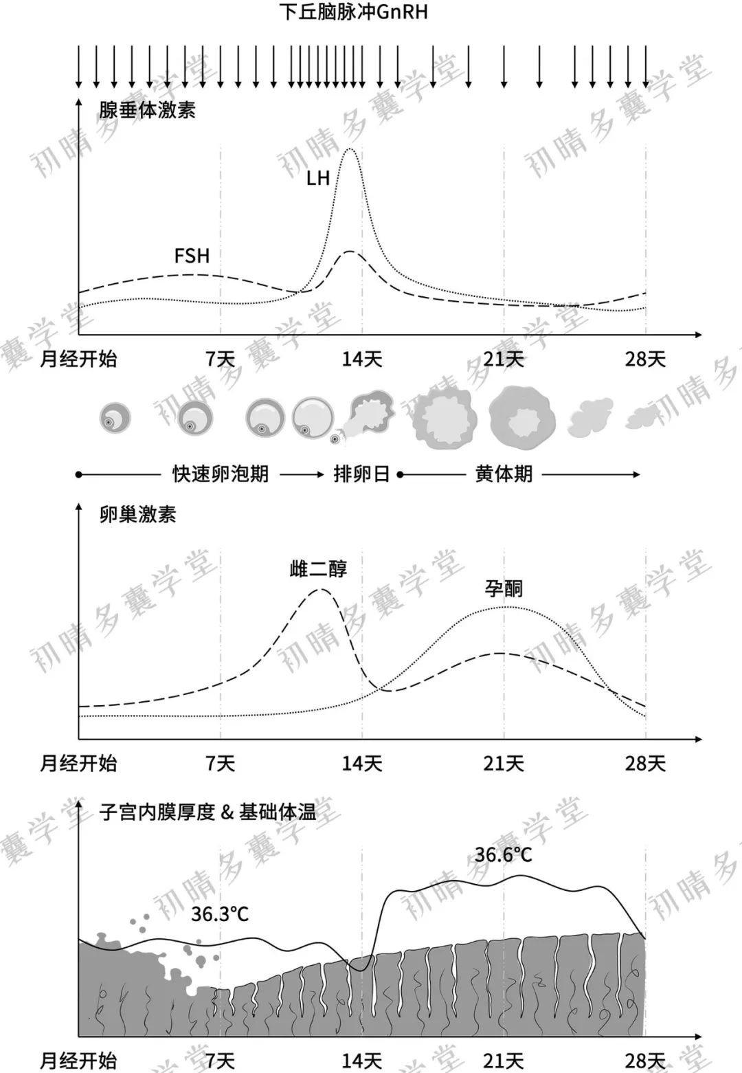 女生什么情况该查性激素6项，如何解读检测结果？