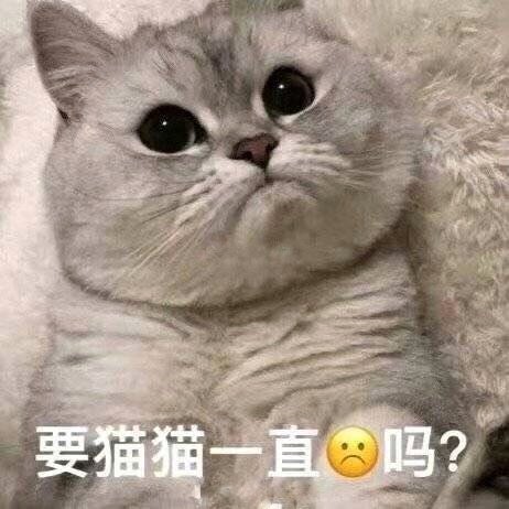 猫咪表情包合集｜看着我的双下巴再说一遍