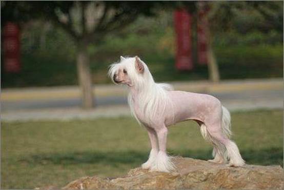 土狗 不土 你知道中华田园犬有多少种吗 天天看点