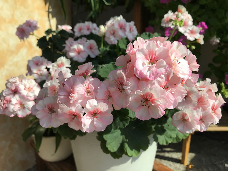 天竺葵"国王",优秀的阳台盆栽花,好看又好养,冬天也有花看