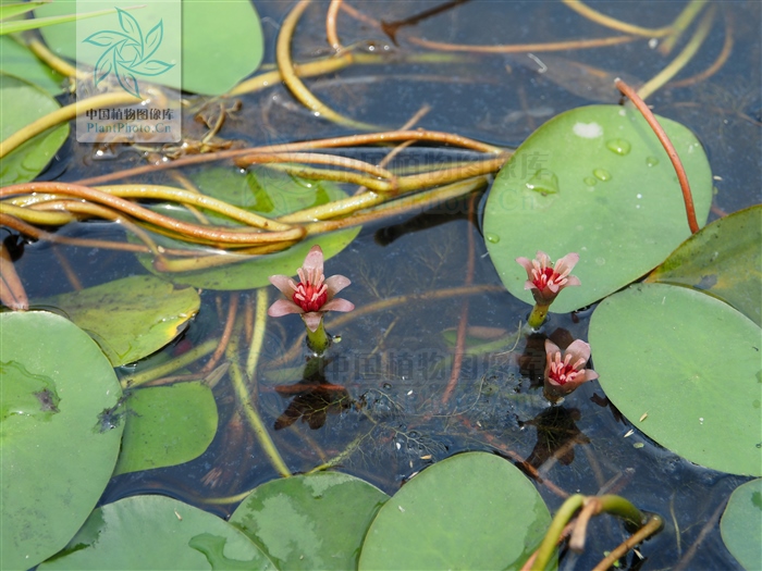 马蹄草图片莼菜