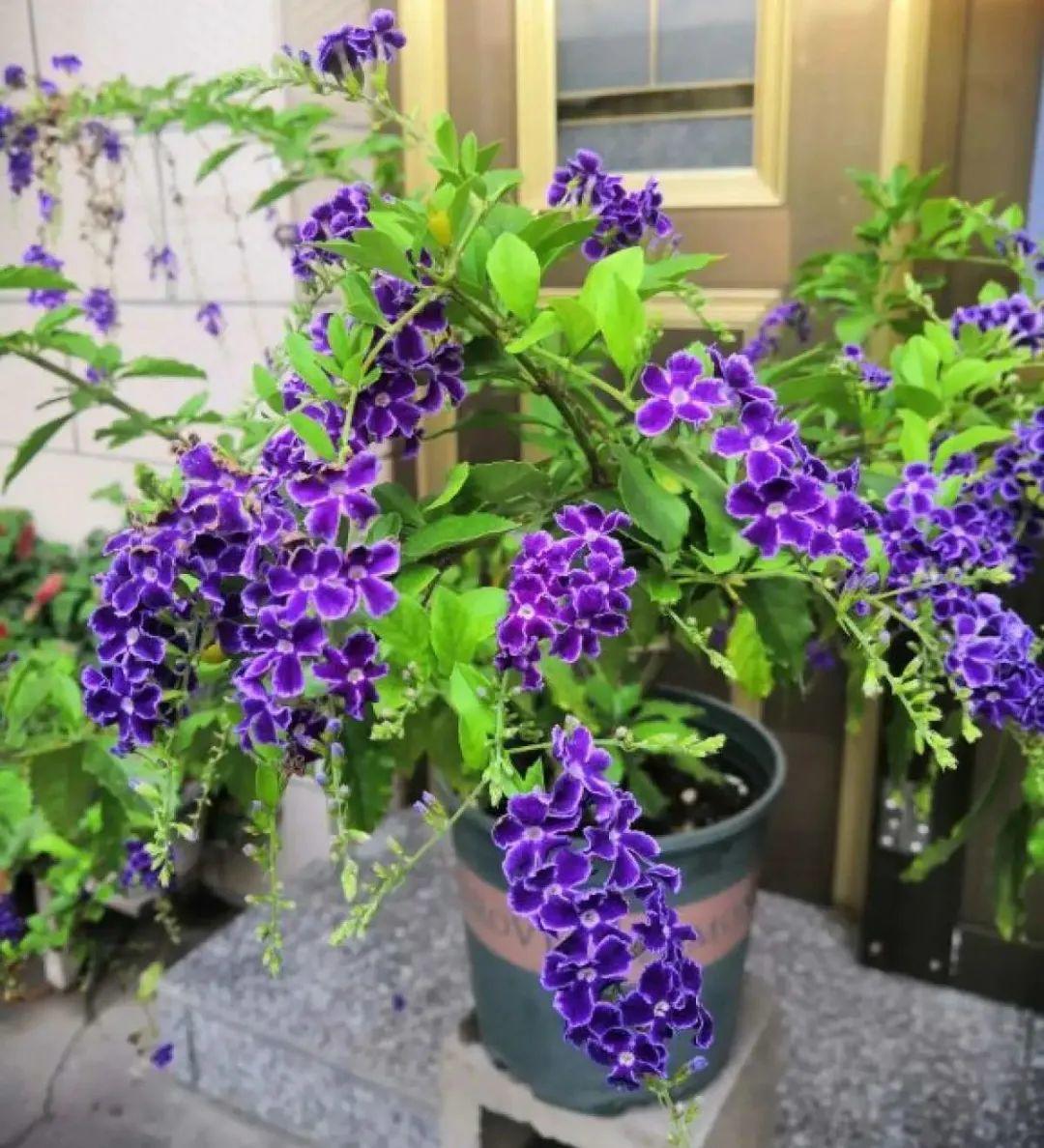 金铃花怎么养殖(关于名字里带金的花先介绍这8种)