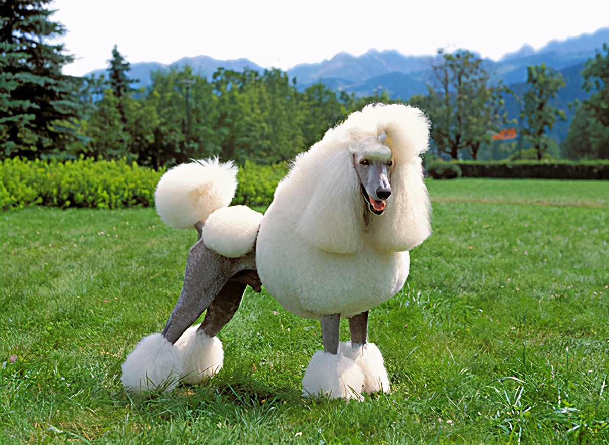 贵妇犬图片标准贵妇犬图片
