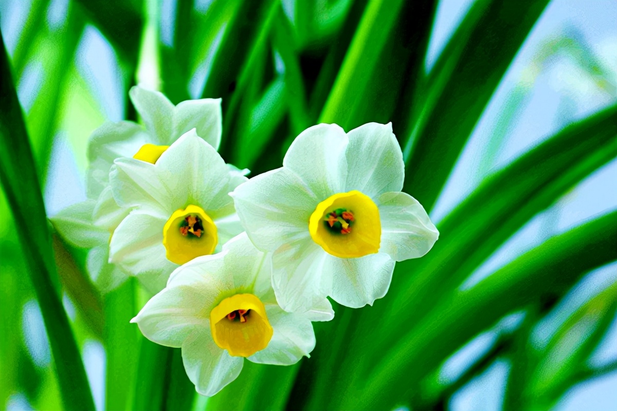 象征坚毅高尚不朽长寿长生不老,故会有不老松迎客松的说法3梅花 梅花