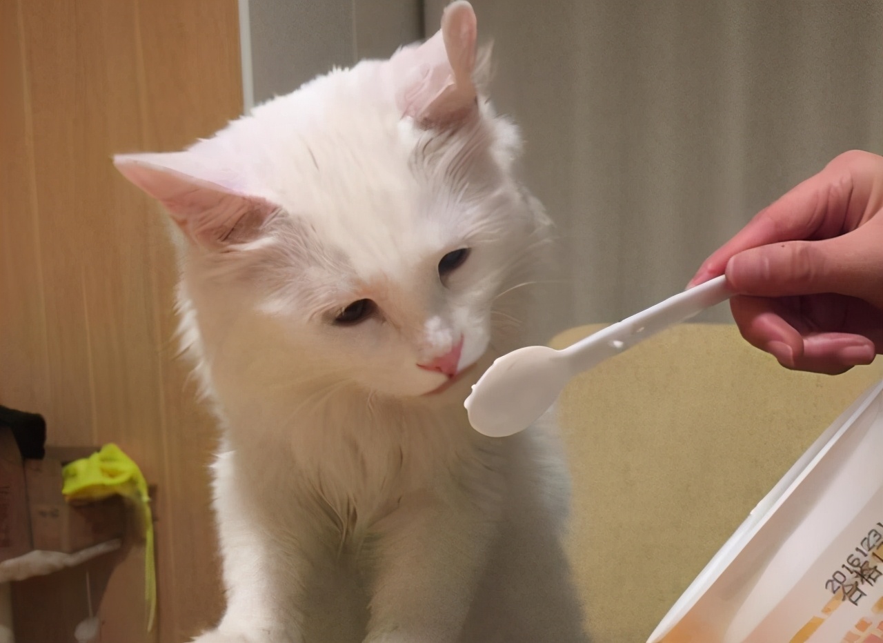 这6种食物，猫咪很爱吃，别让它在旁边流口水