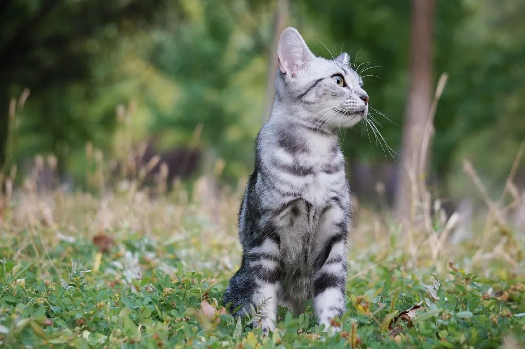 养美短猫一定要牢记“八不要”，对它有益