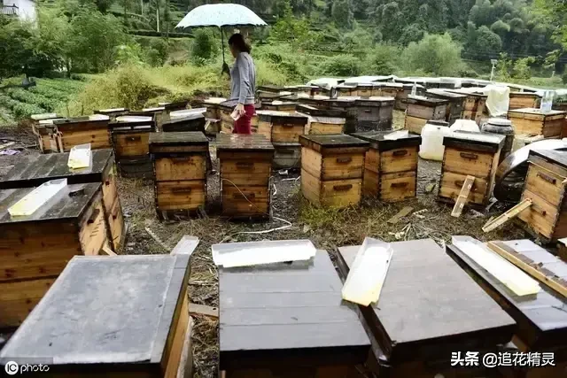 蜜蜂怕什么！能帮助蜂群应对异常气候才是王道