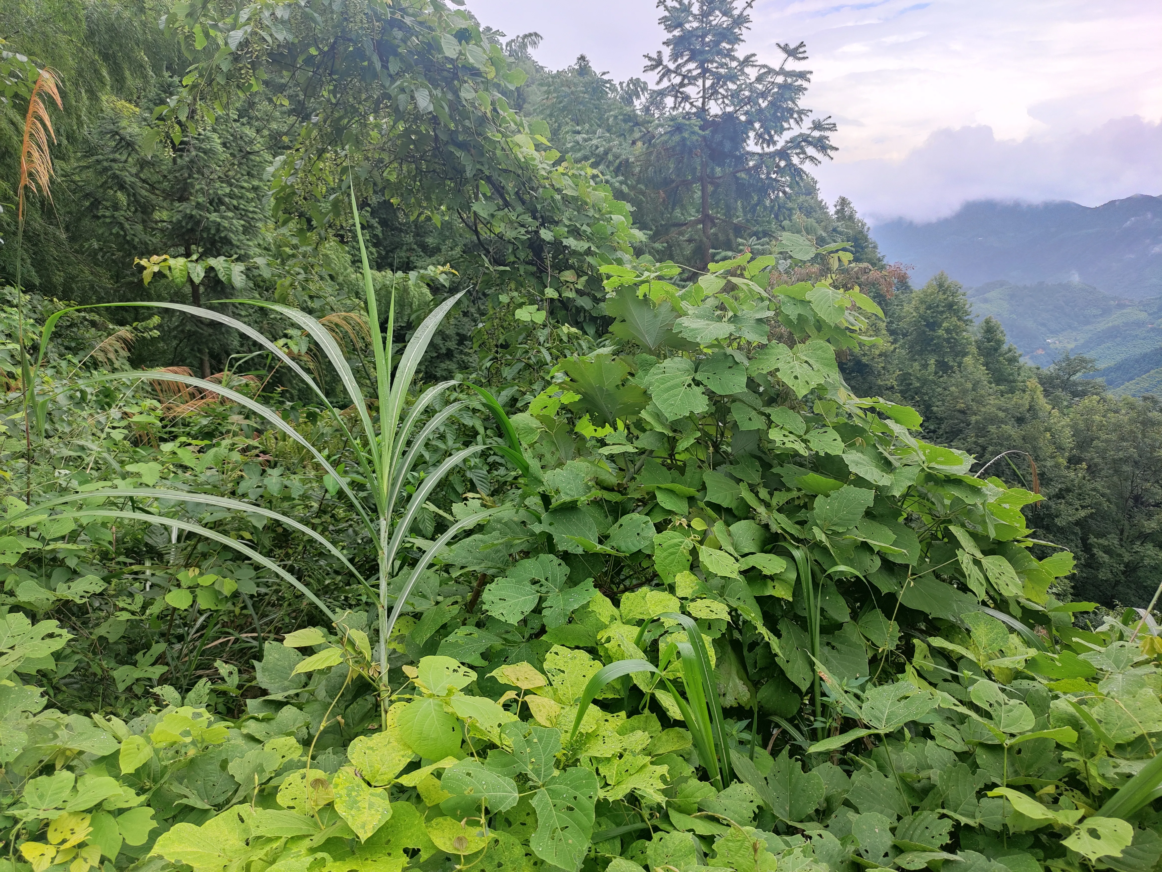 这3种土特产，即便是我们这些住在山区的农村人也不容易买到