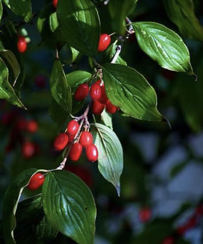 为什么要佩茱萸为什么要佩戴茱萸