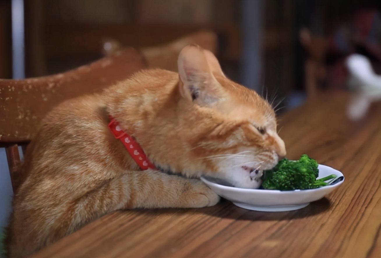 猫能吃苹果吗（对猫有好处的8种蔬菜类介绍）